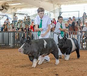 Dean Pombo
Reserve Champion 4-H AOB
Stanislaus County Fair