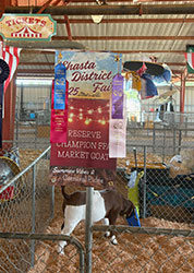 Makenzi Harnden
Reserve Champion FFA Goat